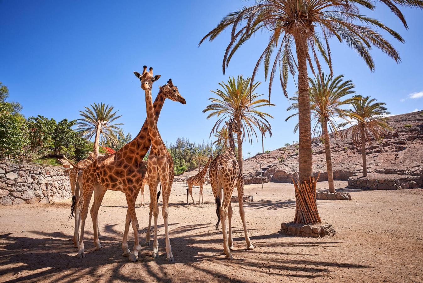 Oasis Wildlife, esperienza a Fuerteventura